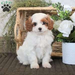 Vera, Cavapoo Puppy