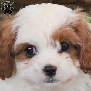 Vera, Cavapoo Puppy