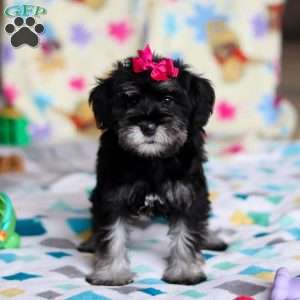 Vera, Miniature Schnauzer Puppy