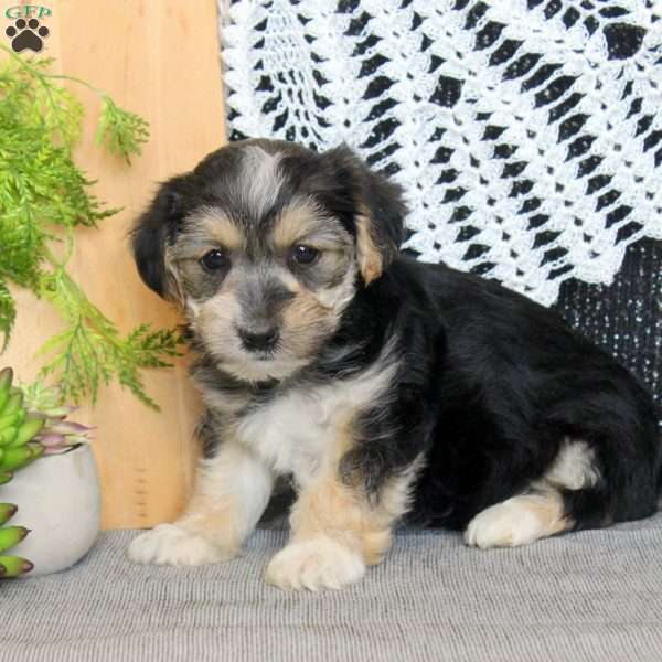 Vic, Yorkie Mix Puppy