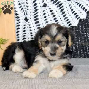 Vic, Yorkie Mix Puppy