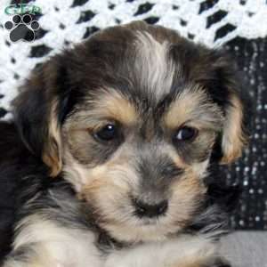 Vic, Yorkie Mix Puppy