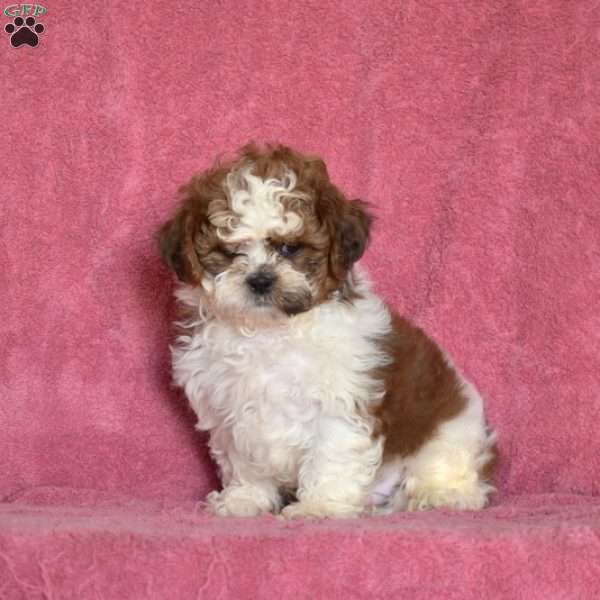 Victor, Shih Tzu Puppy