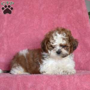 Victor, Shih Tzu Puppy