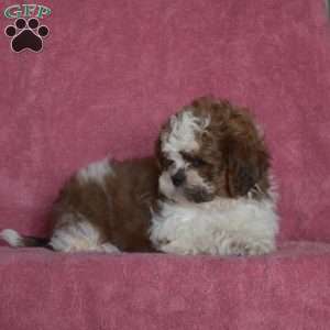 Victor, Shih Tzu Puppy