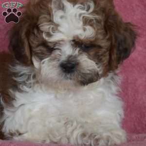 Victor, Shih Tzu Puppy