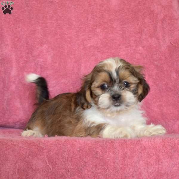 Vinny, Shih Tzu Puppy