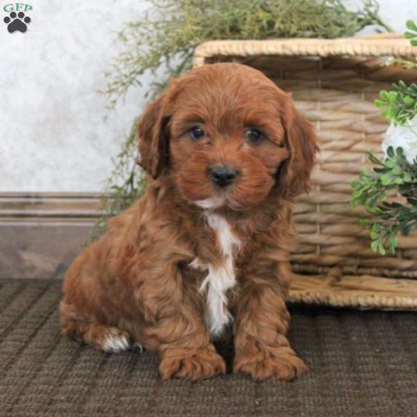 Vinny, Cavapoo Puppy