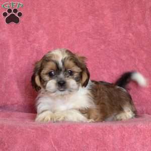 Vinny, Shih Tzu Puppy