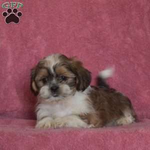 Vinny, Shih Tzu Puppy