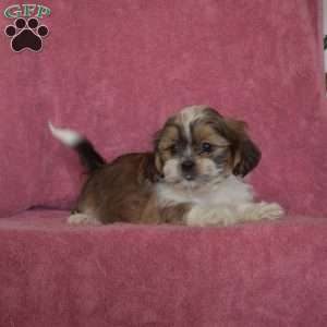 Vinny, Shih Tzu Puppy