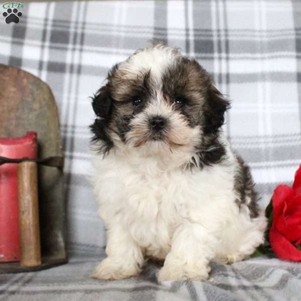 Vinny, Shih-Poo Puppy