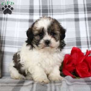 Vinny, Shih-Poo Puppy