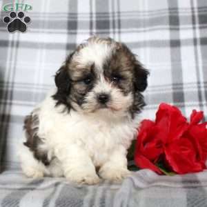 Vinny, Shih-Poo Puppy