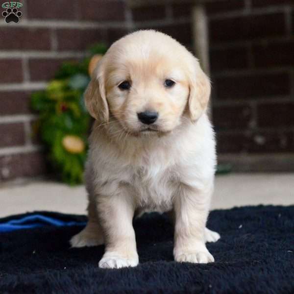 Violet, Golden Retriever Puppy