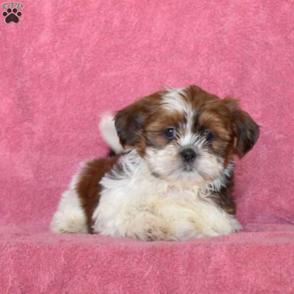 Violet, Shih Tzu Puppy