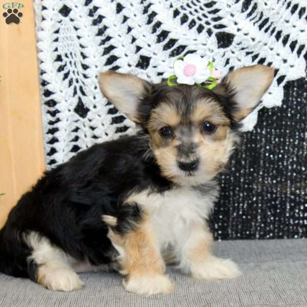 Violet, Yorkie Mix Puppy