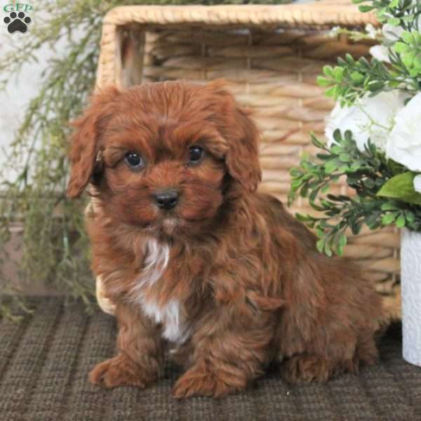 Violet, Cavapoo Puppy