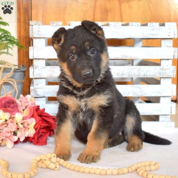 Violet, German Shepherd Puppy