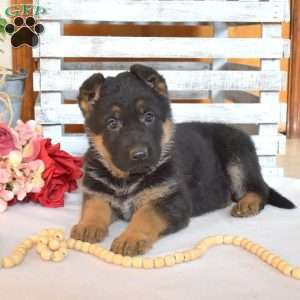 Violet, German Shepherd Puppy