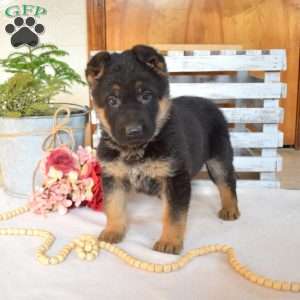 Violet, German Shepherd Puppy