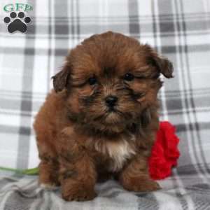 Violet, Shih-Poo Puppy