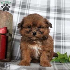 Violet, Shih-Poo Puppy