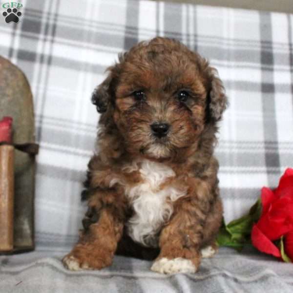 Vivian, Shih-Poo Puppy