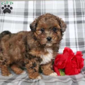 Vivian, Shih-Poo Puppy