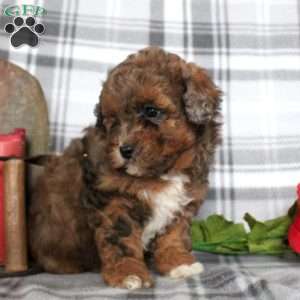 Vivian, Shih-Poo Puppy