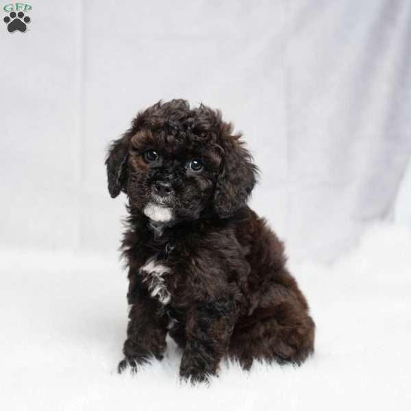 Wade, Cavapoo Puppy