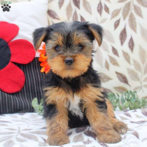 Wade, Yorkie Puppy