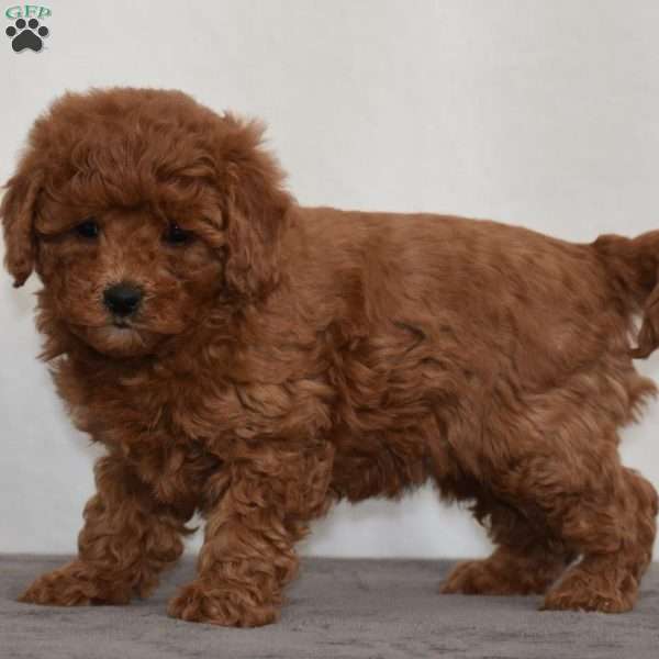 Waffles, Cavapoo Puppy