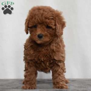 Waffles, Cavapoo Puppy