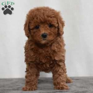 Waffles, Cavapoo Puppy