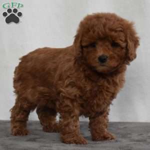 Waffles, Cavapoo Puppy