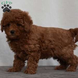 Waffles, Cavapoo Puppy