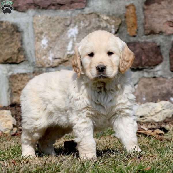 Waldo, Golden Retriever Puppy