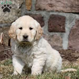 Waldo, Golden Retriever Puppy