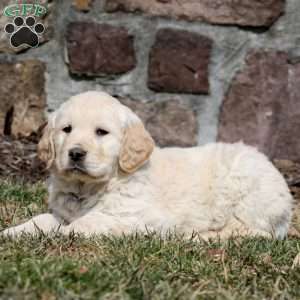 Waldo, Golden Retriever Puppy