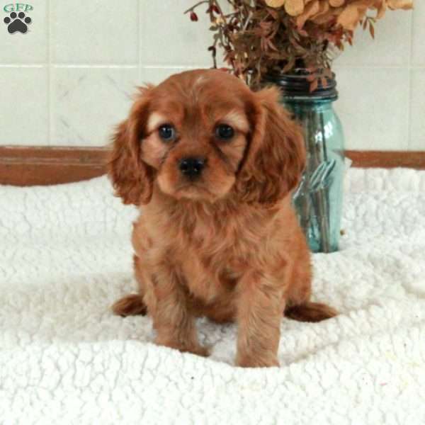 Walker, Cavalier King Charles Spaniel Puppy