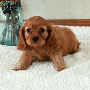 Walker, Cavalier King Charles Spaniel Puppy