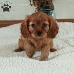 Walker, Cavalier King Charles Spaniel Puppy