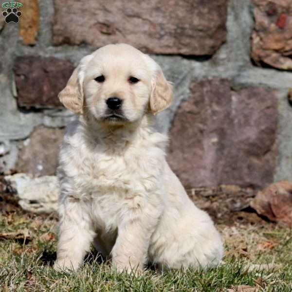 Wanda, Golden Retriever Puppy