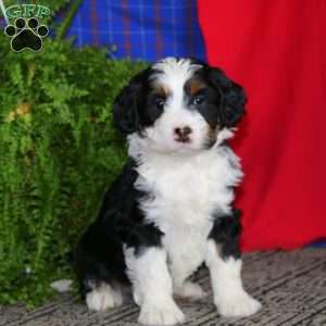 Wanda, Mini Bernedoodle Puppy