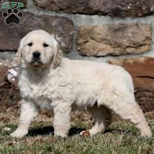 Wanda, Golden Retriever Puppy