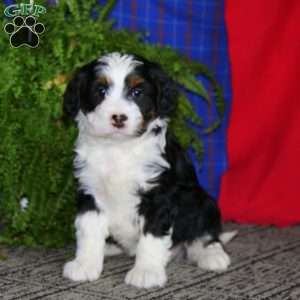 Wanda, Mini Bernedoodle Puppy