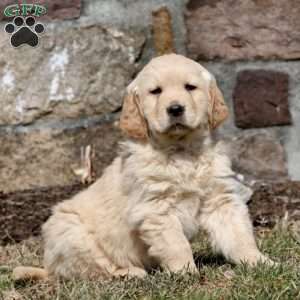 Ward, Golden Retriever Puppy