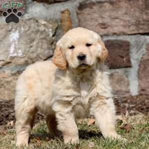 Ward, Golden Retriever Puppy