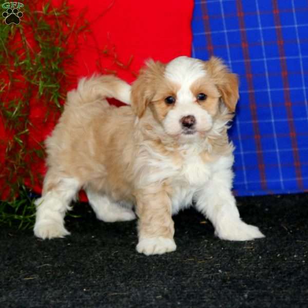 Watson, Havanese Puppy